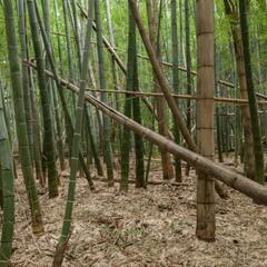 ⑥竹、切り放題。無料。普通の山の竹。