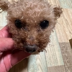 小さなトイプードル
