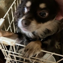 チワワ4歳