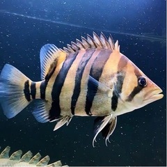 熱帯魚