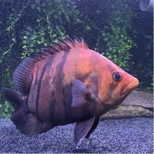 熱帯魚