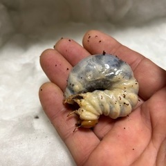 ヤエヤママルバネクワガタの画像