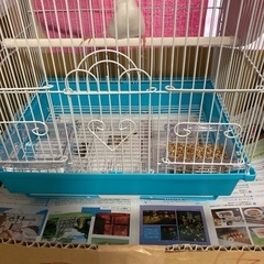 0歳6ヶ月白文鳥