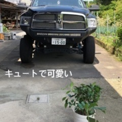 ダッジラムトラック
