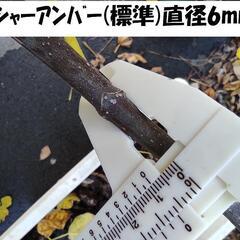 イチジク　イチジク 挿し木用穂木　リクエスト承ります。春夏もやってます。の画像