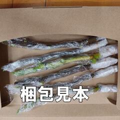 イチジク　イチジク 挿し木用穂木　リクエスト承ります。春夏もやってます。の画像