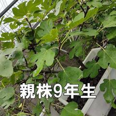 イチジク　イチジク 挿し木用穂木　リクエスト承ります。春夏もやってます。の画像