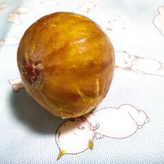 イチジク　イチジク 挿し木用穂木　リクエスト承ります。春夏もやってます。の画像