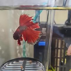 熱帯魚ベタ(決まりました！)
