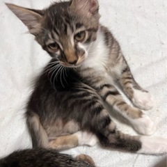 元気でヤンチャな長毛の男の子