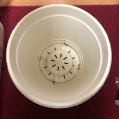 中古　観葉植物の鉢（プラ）12号の画像