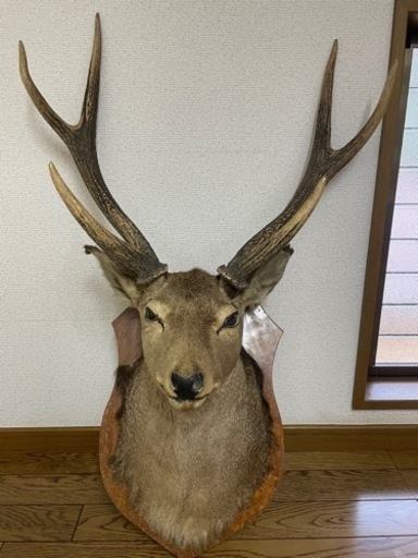 決まりました！シカ　剥製　本物