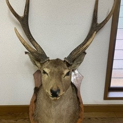 決まりました！シカ　剥製　本物