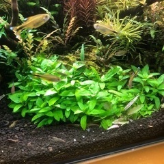 水草 陰性水草