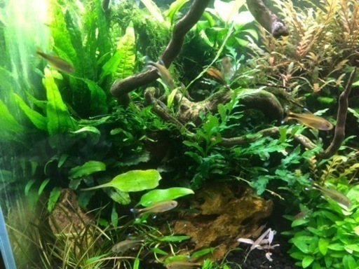 水草 陰性水草