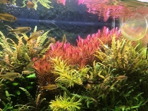 水草 陰性水草