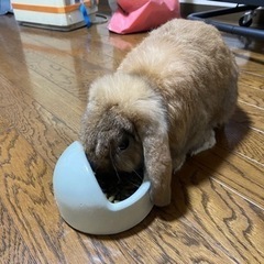 ホーランドロップ　男の子