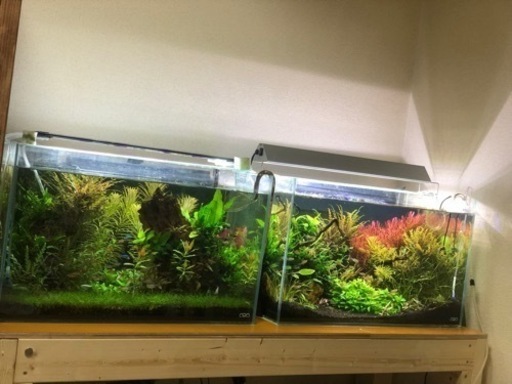 水草 陰性水草
