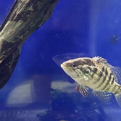 オヤニラミ　
