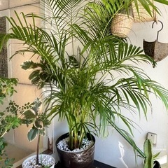 観葉植物　アレカヤシ　インテリア　室内インテリア　インテリアグリーン