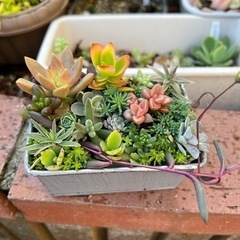 多肉寄せ植え⑦2023の画像