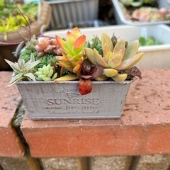 多肉寄せ植え⑦2023の画像