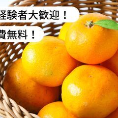 【済】【住み込み/寮費無料】愛媛県宇和島市でみかん収穫作業等みか...