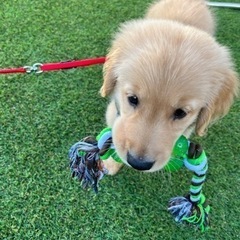 ゴールデンレトリーバーの子犬