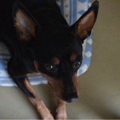 ミニチュアピンシャー7歳メス − 徳島県