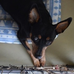 ミニチュアピンシャー7歳メス - 犬