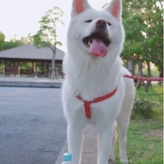 秋田犬4歳