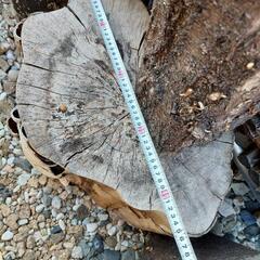 桜　もちの木　広葉樹　丸太の画像