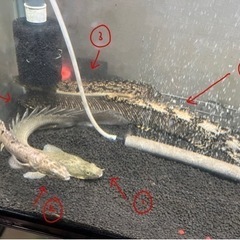 熱帯魚　水槽　お譲りしますの画像