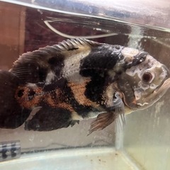 熱帯魚　水槽　お譲りしますの画像
