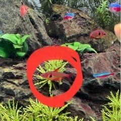 レッドファントムテトラ、カージナルテトラ 各5匹の画像