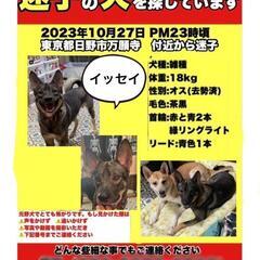 【急募】達成10,000円　ポスター剥がしにご協力下さい(グーグルマップが使える方) - 手伝って/助けて
