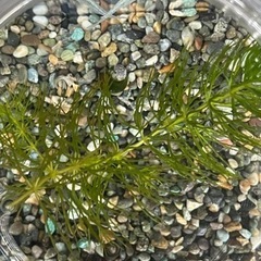 メダカ・エビ・水草入りボトルアクアリウムの画像