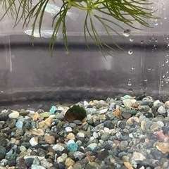 メダカ・エビ・水草入りボトルアクアリウムの画像