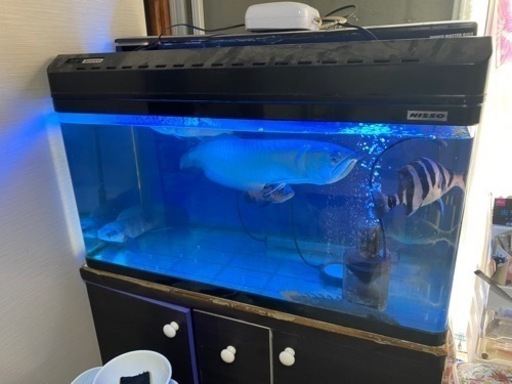 90cm水槽　生体込みフルセット