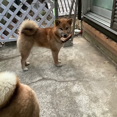 雌
