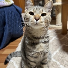 ふっくらマズルが可愛いきじとら猫