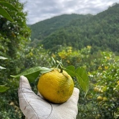 ゆず収穫