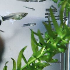 【約10匹在庫有り】グッピー / ドイツイエロータキシード(10匹程度/リボンが出る可能性有り)お譲りします◎の画像