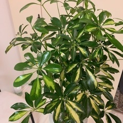 観葉植物　カポック【希少な斑入り】お取引き決定の画像