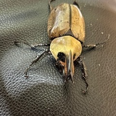 グラントシロカブト♂