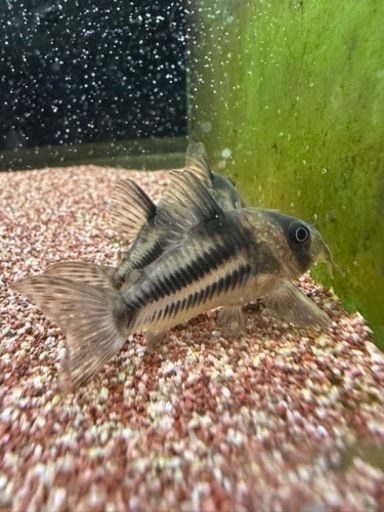 【決まりました】コリドラス スーパーアンチェスター(コルレアと交換可)