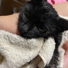 黒猫ちゃん　およそ5ヶ月