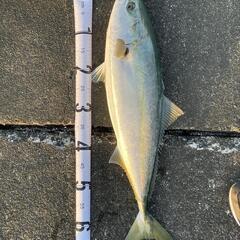 釣り仲間募集！