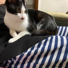 白黒のハチワレの里親募集！(決まりました)