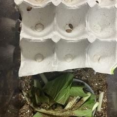 デュビア　